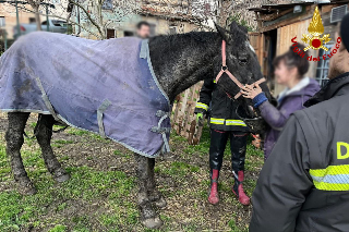 Cavallo impantanato nel fango, salvato dai Vigili del Fuoco